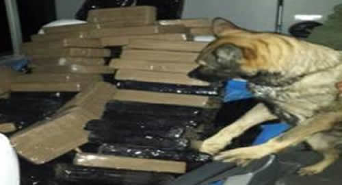 narco-perro-bus-policia