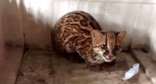 rescate_tigrillo_pasto