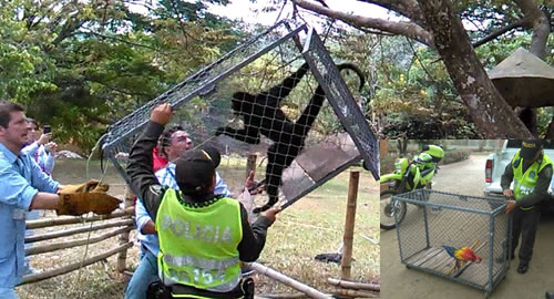 policia-ambiental-rescatan-animales-en-cautiverio