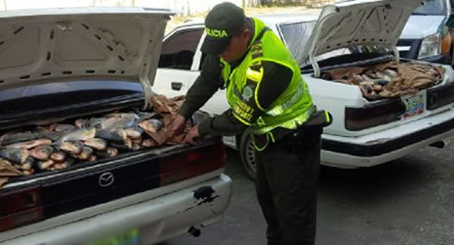 pescado de contrabando