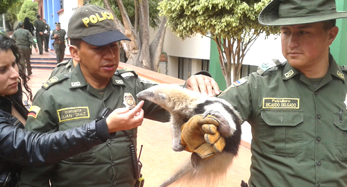 POLICIA ECOLOGICA-RESCATA-OSO HORMIGUERO