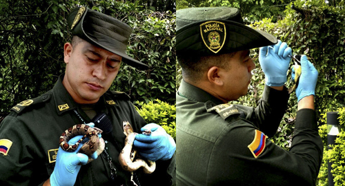 100915-incautacion-silvestre-animals-medellin