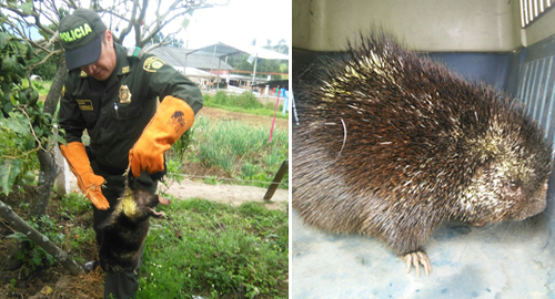POLICIA NACIONAL-PUERCO ESPÍN- ATRAPADO-LIBERADO-POLICÍA AMBIENTAL