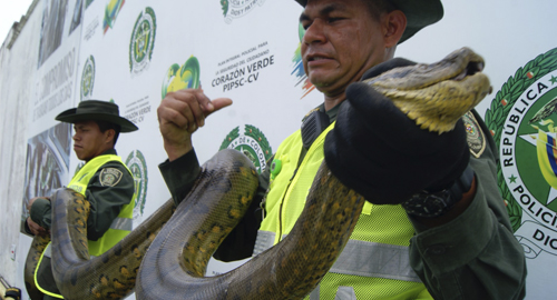 180811-rescate-reptiles-amazonas