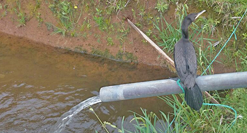 141114-pato-nariño-rescatado