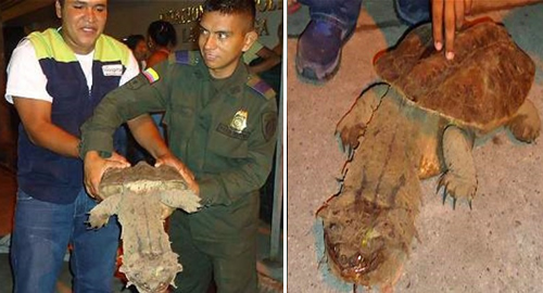 tortuga del putumayo