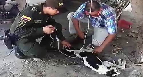 rescate-perro-desnutricion-policia-tolima