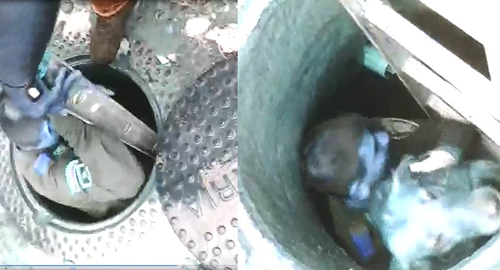 POLICIA NACIONAL policias salvan perro de alcantarilla