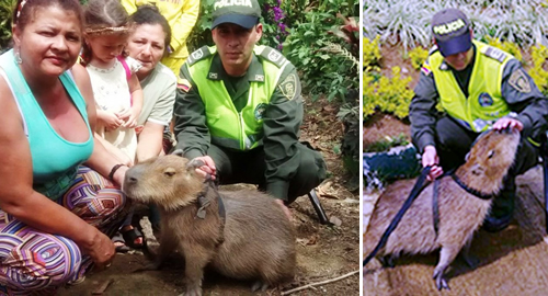 policia en Uraba recupera chiguiro