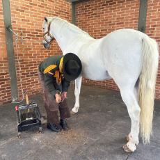 MARISCAL DE HERRERIA